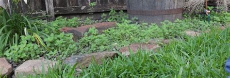 Best Herbicides For Getting Rid Of Weeds In Flower Beds Solutions