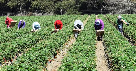 New hope and sunshine comes my way. On Michigan farms and in restaurants, who will fill the ...