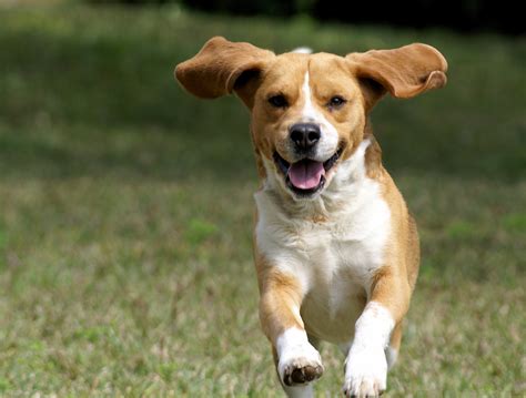 So, how to introduce a dog to a cat or a puppy to an older dog without world war iii breaking out right in your living room? 9 Science-Backed Reasons To Own A Dog | Business Insider