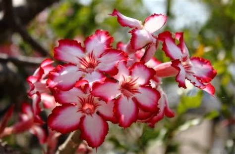 Lukisan bunga kamboja exploring mars. Adenium - Klasifikasi dan Jenis Bunga Adenium - Flora dan ...