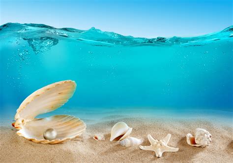 Hd Wallpaper Seashells Sand Ocean Underwater Shells Sea The Bottom