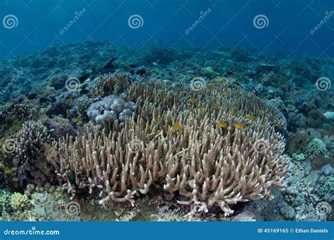 Staghorn Corals On Reef Stock Image Image Of Diving 45169165