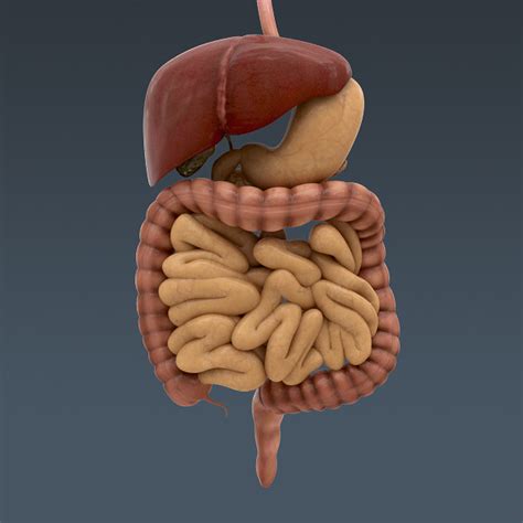Human Internal Organs 3d Model