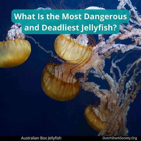 What Is The Most Dangerous Jellyfish Dutch Shark Society