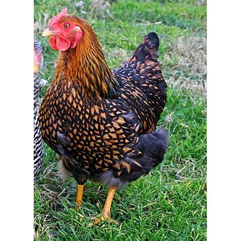 Cackle Hatchery Golden Wyandotte Pullet Chicken Female 117f Blain S Farm And Fleet