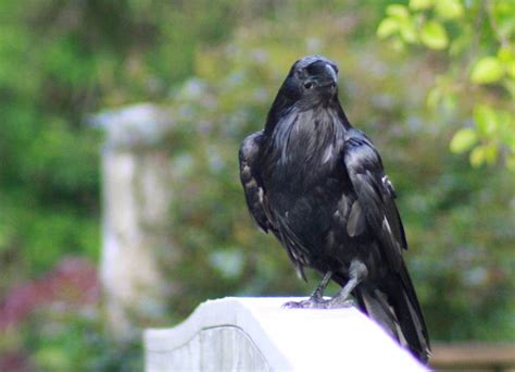 Common Raven Corvus Corax Biodiversity Of The Central Coast