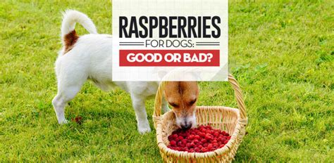 People really like to give snacks and snacks for their pets. Raspberries for Dogs 101: Can Dogs Eat Raspberries?