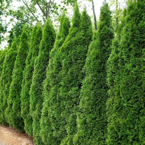 It maintains its evergreen colour all year round. 2.25 Gal. Arborvitae Emerald Green Shrub-HD7135 - The Home ...