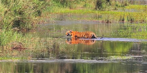 Bardiya National Park Royal Kites Travel And Tours