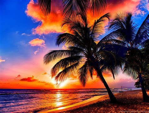 Beaches Tropical Sunrise Nature Sunrises Sea Coast Palms Tropics