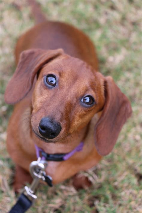 Review Of Red Dachshund Puppy Names Anna Ford