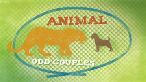 Animal Odd Couples Airs 930 Am 28 Jul 2018 On Bbc Two Clickview