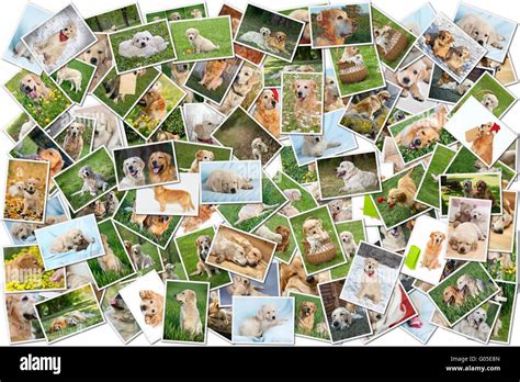 A Collage Of Photos Of Golden Retriever 101 Pieces Stock Photo Alamy