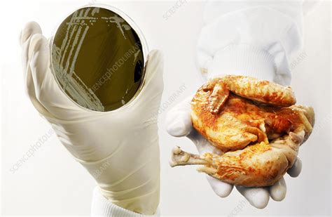 Campylobacter Food Poisoning Stock Image M8740733 Science Photo