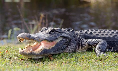 The Top 11 Activities In Everglades National Park