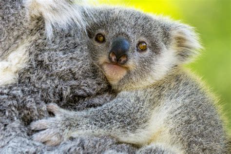 Koala Baby Foto And Bild Tiere Zoo Wildpark And Falknerei Säugetiere