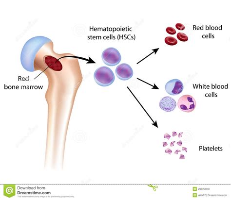 Blood Cell Formation Stock Photos Image 28927873