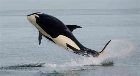 Making Habitat ‘critical For Southern Resident Orca Defenders Of