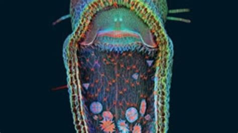 Life Under The Microscope Stunning Photographs From The Bioscapes