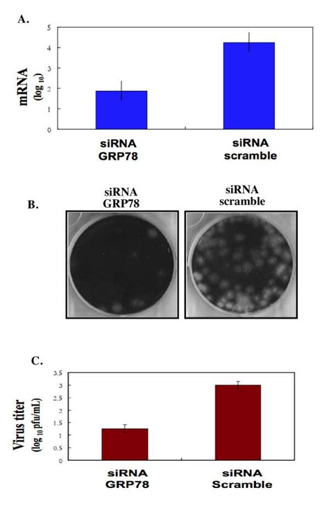 knocking down the expression of grp78 by sirna decreases the yield of download scientific