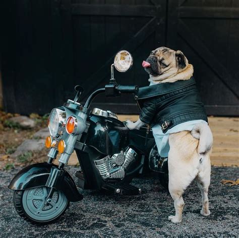 A Pug Dog Wearing A Leather Jacket Standing Next To A Motorcycle