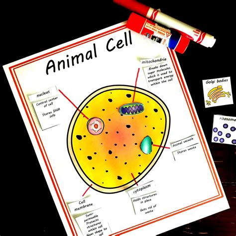 3d Animal Cell Diagram For Kids