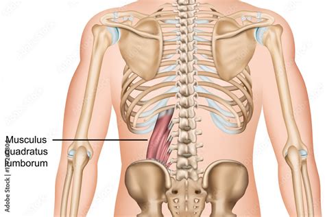 Anatomie Des Musculus Quadratus Lumborum Stock Vector Adobe Stock