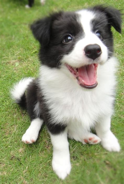 92 Best Images About Border Collies On Pinterest Border