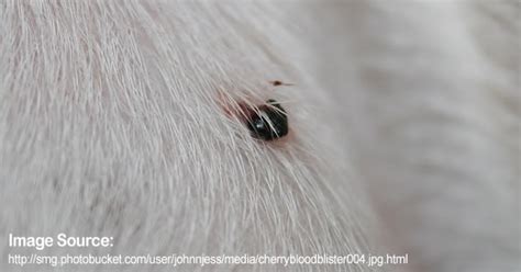 Pet Care Symptoms Blood Filled Lumps Petpremium
