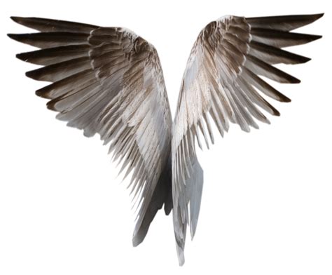 Wings Png Transparent Image Download Size 900x745px