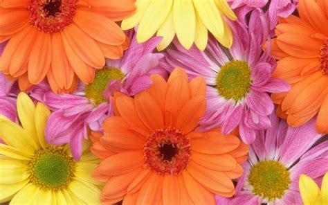 Colorful Daisies Hd Flowers 4k Wallpapers Images Backgrounds