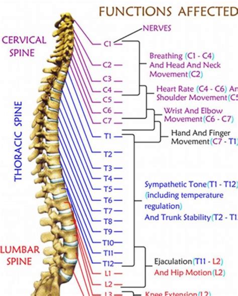 The Spine And Its Connections Human Body Anatomy Muscle Anatomy Spine