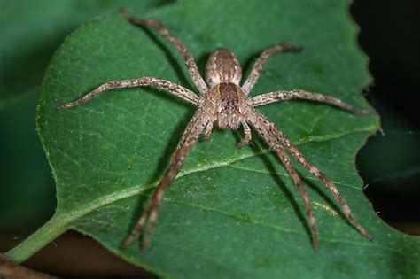 They are highly sensitive to vibrations and will close in on an unsuspecting arthropod rapidly if it happens to wander into its web. Common Spiders You Can Find in Singapore
