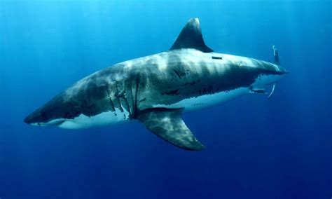Great White Sharks Species WWF
