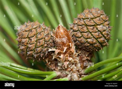 Mountain Pine Mugo Pine Pinus Mugo Young Cones Germany Stock Photo