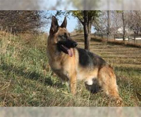 German Shepherd Dog Breed Information And Pictures On