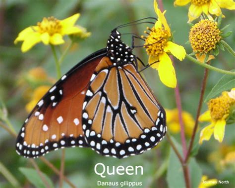 Monarch Butterfly Identification