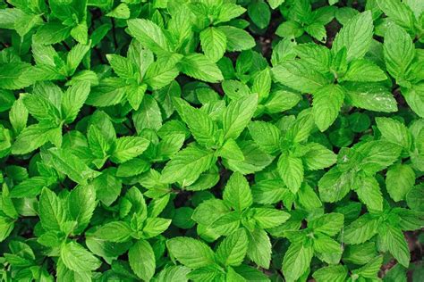 Fresh Mint Leaves At Rs 15kilogram Mint Herb Pudina Peppermint