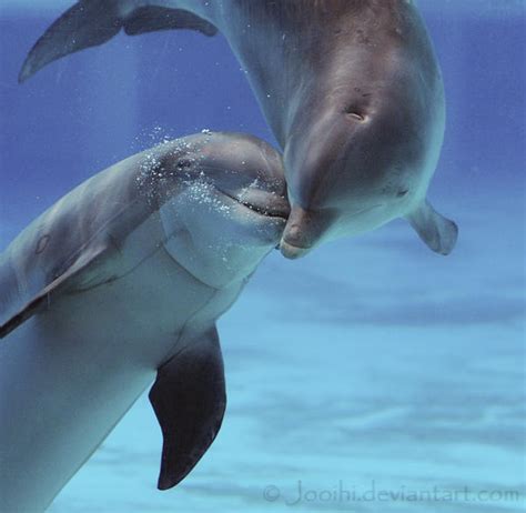 Dolphin Love By Jooihi On Deviantart