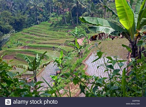 Indonesian Terraced Rice Paddies On The Slopes Of The Mount Gede