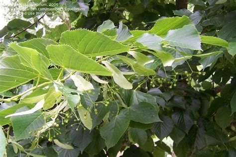 Plantfiles Pictures American Basswood American Linden Whitewood