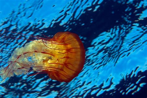 Beautiful African Animals Safaris Jellyfish Migration