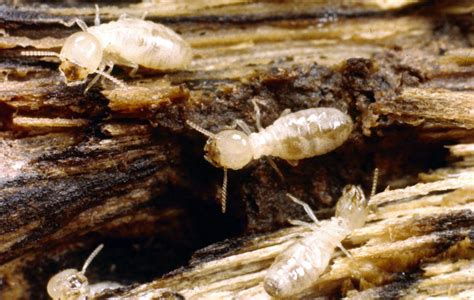 Drywood Termites Termite Repellent Plants