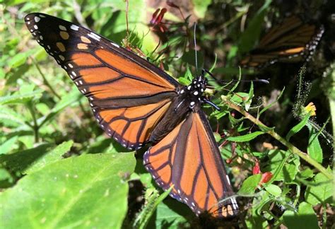 Scientists List Migratory Monarch Butterfly As Endangered Daily Sabah