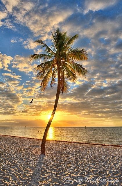 Palm Tree On Sunny Beach Sunny Beaches Pinterest