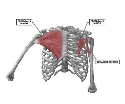 Crossfit Shoulder Muscles Part 1 Anterior Musculature