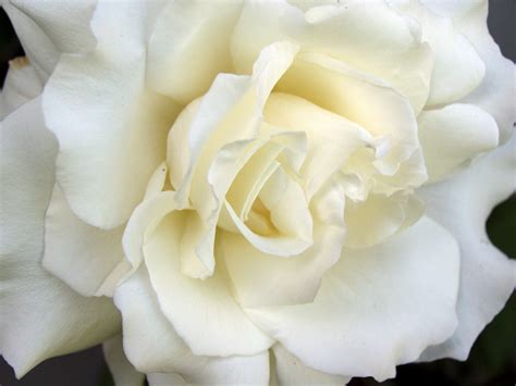 White Roses Flowers Photo 25785322 Fanpop