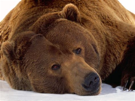 No animal is too fearsome and dangerous for passionate unsplash photographers. Desktop HD Wallpapers Free Downloads: Beautiful Bears HD ...