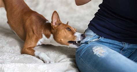 5 Methods To Stop Dog Aggression Towards People Animal Lova