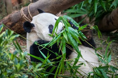 Giant Panda Is Eating Green Bamboo Leaf Stock Photo Image Of Nature